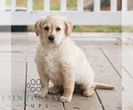 Image preview for Ad Listing. Nickname: Cinnamon