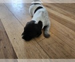 Small Photo #16 German Shorthaired Pointer Puppy For Sale in EVANSVILLE, WY, USA