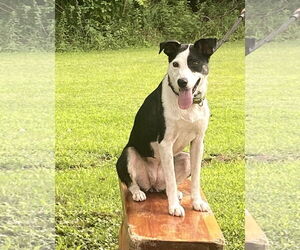 Border Collie-Unknown Mix Dogs for adoption in Sparta, TN, USA
