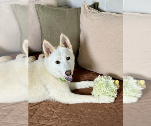 Medium Photo #7 Siberian Husky-Unknown Mix Puppy For Sale in San Leon, TX, USA