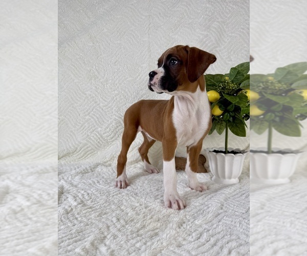Medium Photo #4 Boxer Puppy For Sale in GREENFIELD, IN, USA