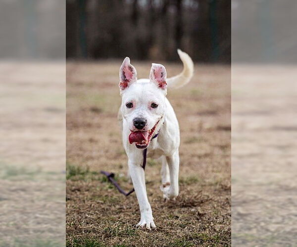 Medium Photo #2 Boxer-Unknown Mix Puppy For Sale in Belleville, IL, USA