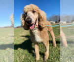 Small #1 Poodle (Standard)