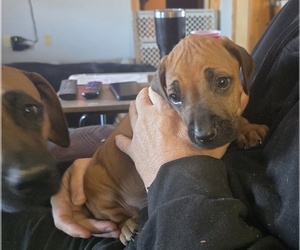 Rhodesian Ridgeback Puppy for sale in ALBA, TX, USA