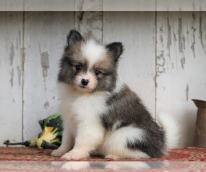Pomeranian Puppy for sale in FREDERICKSBG, OH, USA