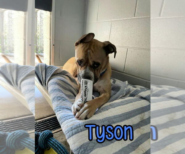 Medium Photo #8 Bulloxer Puppy For Sale in Port Clinton, OH, USA