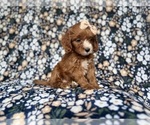 Small #4 Cockapoo (Miniature)