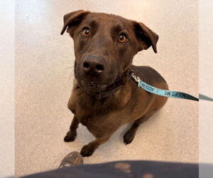 Labrador Retriever-Unknown Mix Dogs for adoption in Waterford, VA, USA