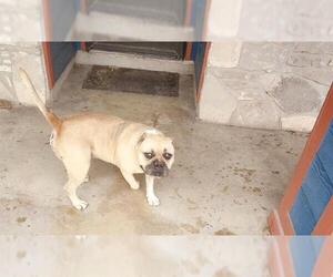 American Pit Bull Terrier Dogs for adoption in San Antonio, TX, USA