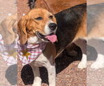 Small #2 Beagle