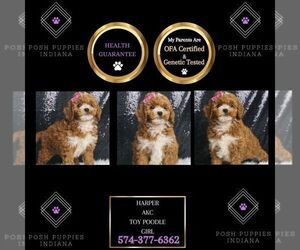 Poodle (Miniature) Puppy for sale in WARSAW, IN, USA