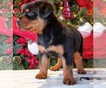 Small Photo #2 Rottweiler Puppy For Sale in PINE GROVE, PA, USA