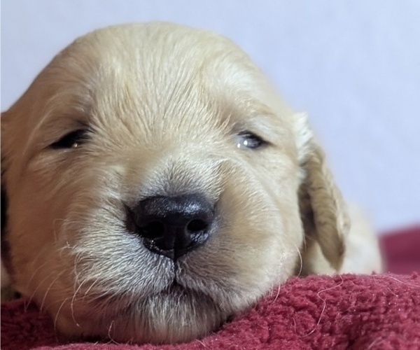 Medium Photo #7 Golden Retriever Puppy For Sale in MODESTO, CA, USA