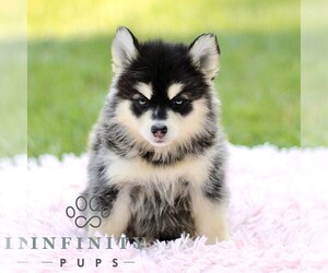 Pomsky Puppy for sale in PARKESBURG, PA, USA