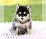 Small Pomsky