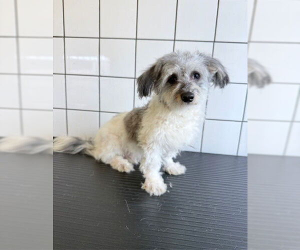 Medium Photo #1 Mutt Puppy For Sale in Downey, CA, USA