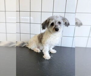 Mutt Dogs for adoption in Downey, CA, USA