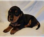 Small Photo #12 Dachshund Puppy For Sale in KUNA, ID, USA