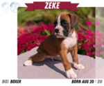 Small Photo #74 Boxer Puppy For Sale in GOSHEN, IN, USA