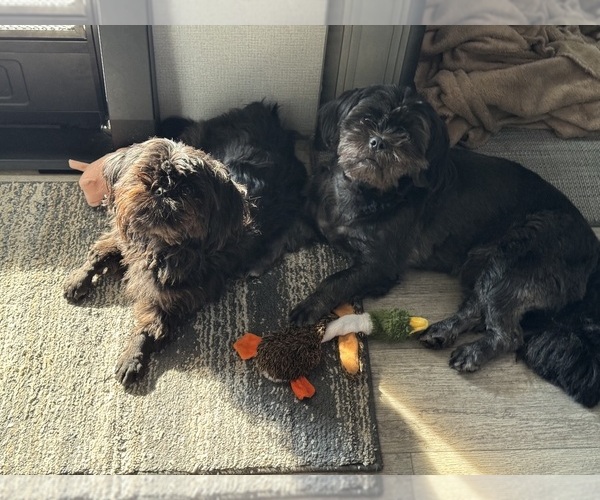 Medium Photo #1 Shih Tzu Puppy For Sale in PRIOR LAKE, MN, USA