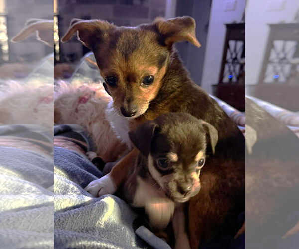 Medium Photo #4 Chug Puppy For Sale in Boonton, NJ, USA