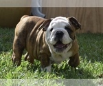 Small Photo #11 Bulldog Puppy For Sale in JACKSONVILLE, FL, USA