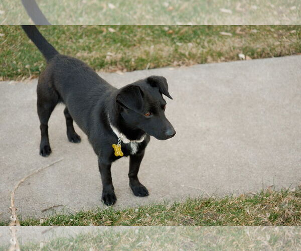 Medium Photo #9 Chihuahua-Unknown Mix Puppy For Sale in Sandy, UT, USA