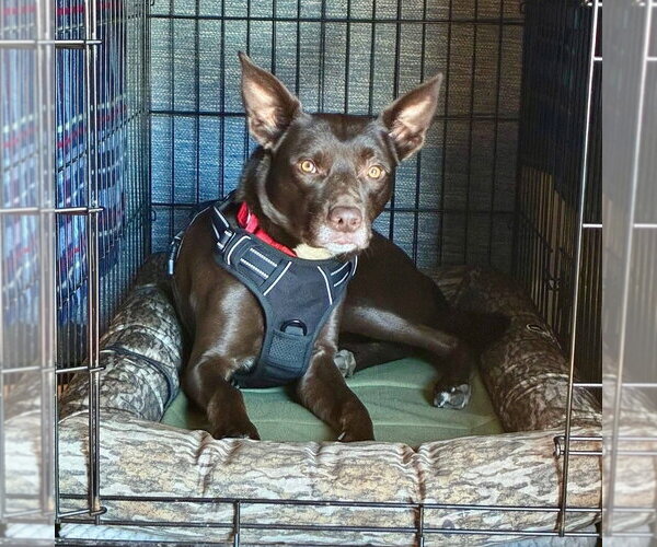 Medium Photo #10 Australian Kelpie-Unknown Mix Puppy For Sale in Canton, CT, USA