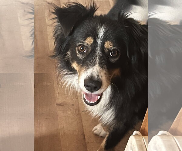 Medium Photo #4 Australian Shepherd Puppy For Sale in Denver , CO, USA