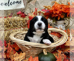 Small Photo #19 Bordernese Puppy For Sale in LATROBE, PA, USA