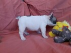 Small #2 French Bulldog