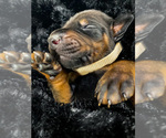 Puppy 10 Doberman Pinscher