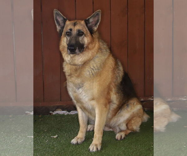 Medium Photo #3 German Shepherd Dog-Unknown Mix Puppy For Sale in Oakland Park, FL, USA