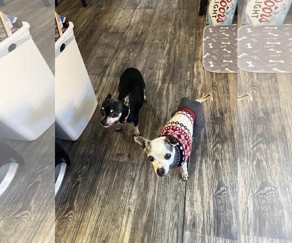 Medium Photo #5 Chihuahua Puppy For Sale in  Ramona, CA, USA