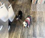 Small #4 Chihuahua