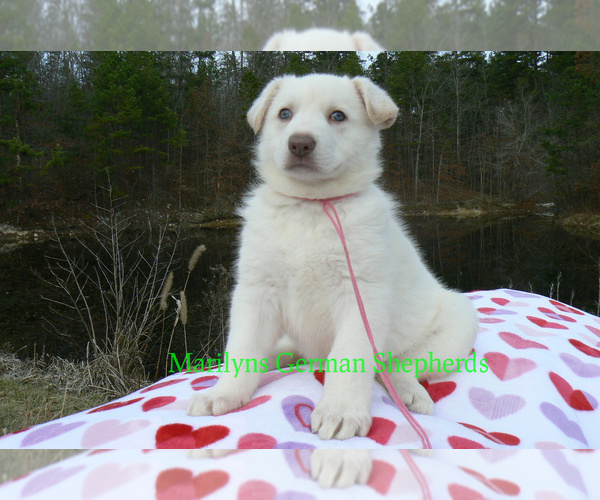 Medium Photo #4 German Shepherd Dog Puppy For Sale in PIEDMONT, MO, USA