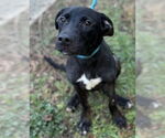 Small #1 Labrador Retriever Mix