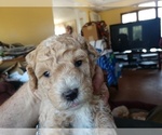 Small Photo #4 Poodle (Miniature) Puppy For Sale in MORRISONVILLE, NY, USA