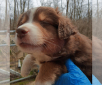 Small Photo #5 Miniature Australian Shepherd Puppy For Sale in HILLIARD, OH, USA