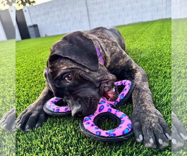Medium Photo #2 Mutt Puppy For Sale in Goodyear, AZ, USA