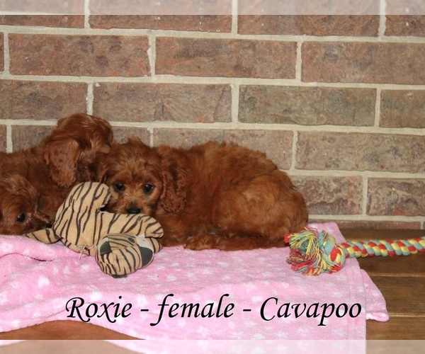 Medium Photo #4 Cavapoo Puppy For Sale in CLARKRANGE, TN, USA