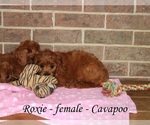 Small #3 Cavapoo