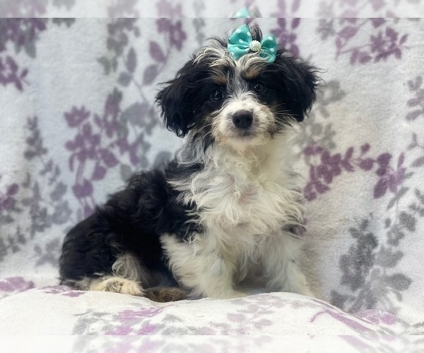 Medium Photo #1 Aussiedoodle Miniature  Puppy For Sale in LAKELAND, FL, USA