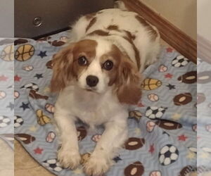 Cavalier King Charles Spaniel Dogs for adoption in Sioux Falls, SD, USA