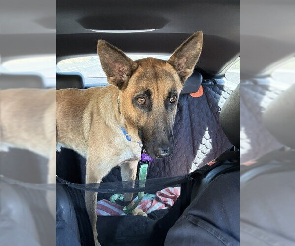 Medium Photo #3 German Shepherd Dog-Unknown Mix Puppy For Sale in Imlay City, MI, USA
