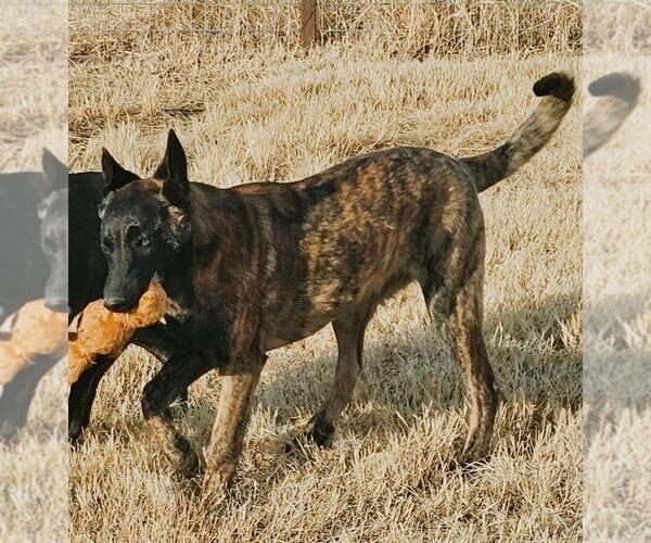 Medium Photo #3 Holland Shepherd-Unknown Mix Puppy For Sale in Imlay City, MI, USA