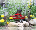 Small #6 Yorkshire Terrier
