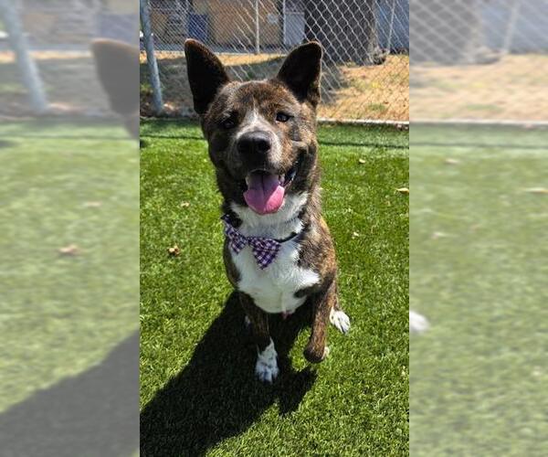 Medium Photo #1 Akita-Unknown Mix Puppy For Sale in Downey, CA, USA