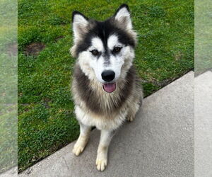 Siberian Husky-Unknown Mix Dogs for adoption in Newport Beach, CA, USA