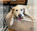 Small #2 Labrador Retriever Mix